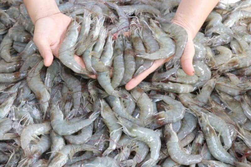 Camarones cultivados en Honduras para exportación - Agroindustria San José
